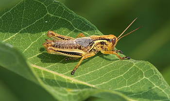 desert locust