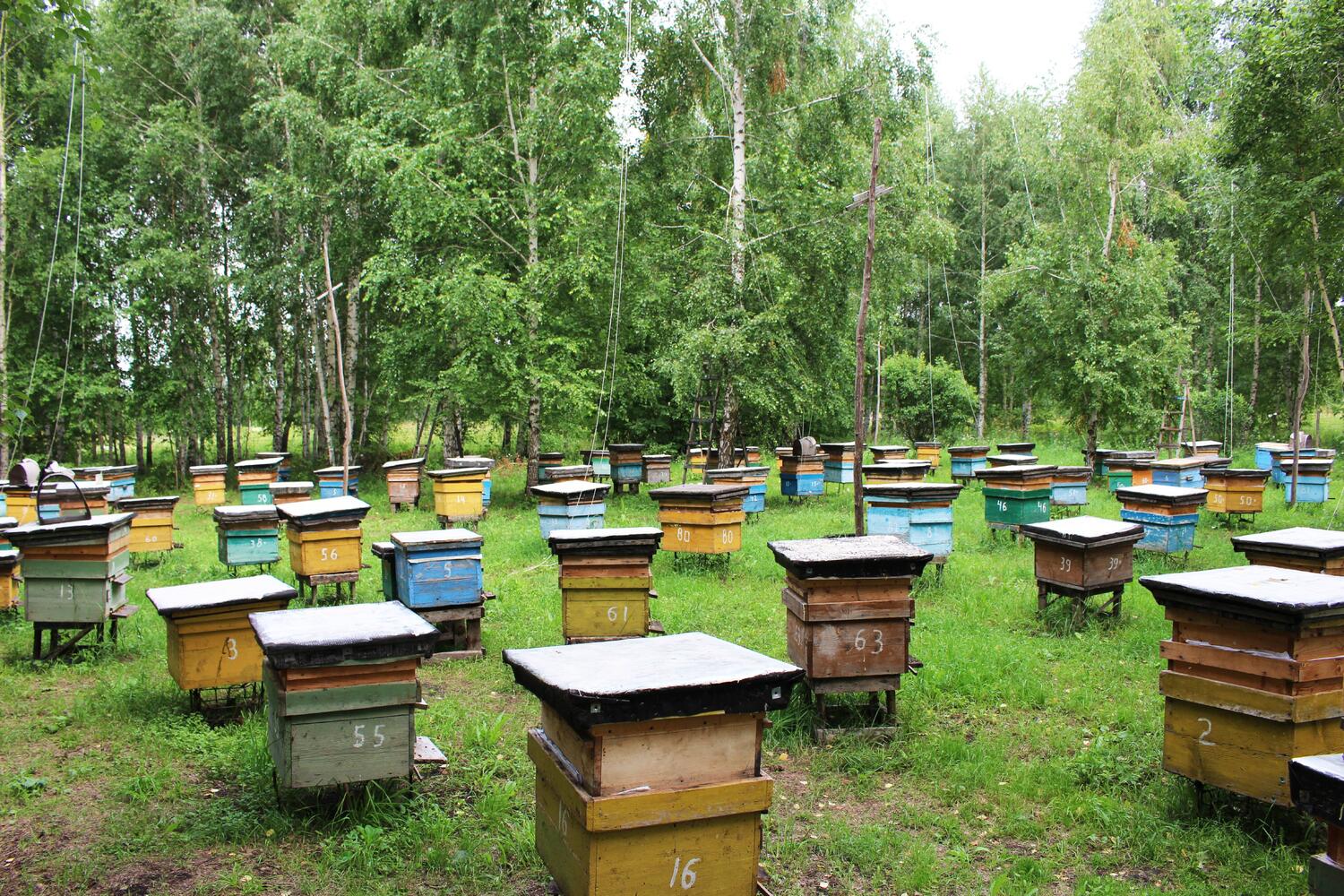 Пчеловоды за полный запрет пестицидов 1 и 2 классов опасности