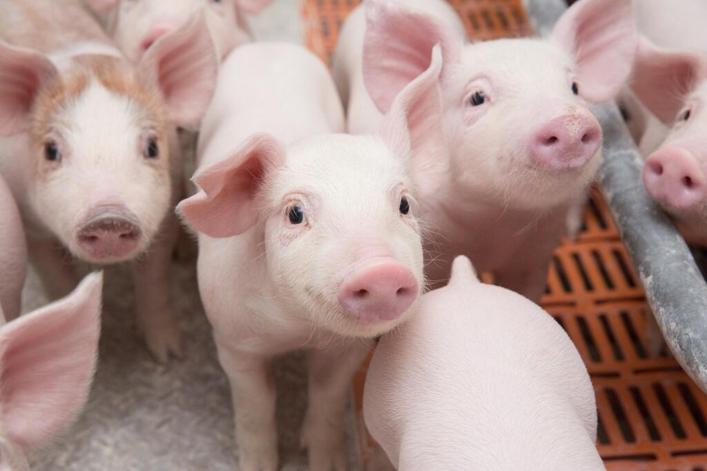 В России существенно увеличилось производство сельхозпродукции