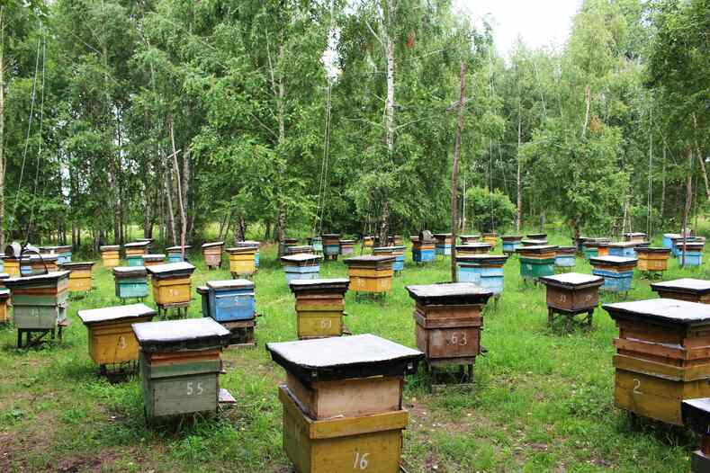 Пчеловоды за полный запрет пестицидов 1 и 2 классов опасности
