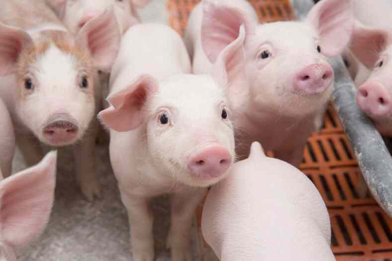 В России существенно увеличилось производство сельхозпродукции